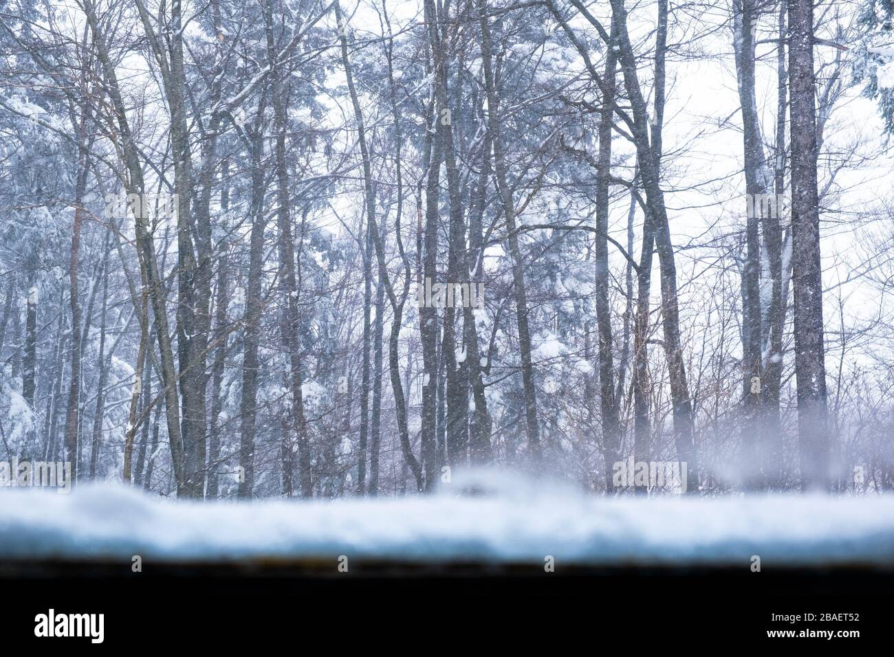 Inverno ghiacciato neve-bianco fiocchi di neve che cadono, vista attraverso il vetro trasparente finestra, alberi sullo sfondo Foto Stock