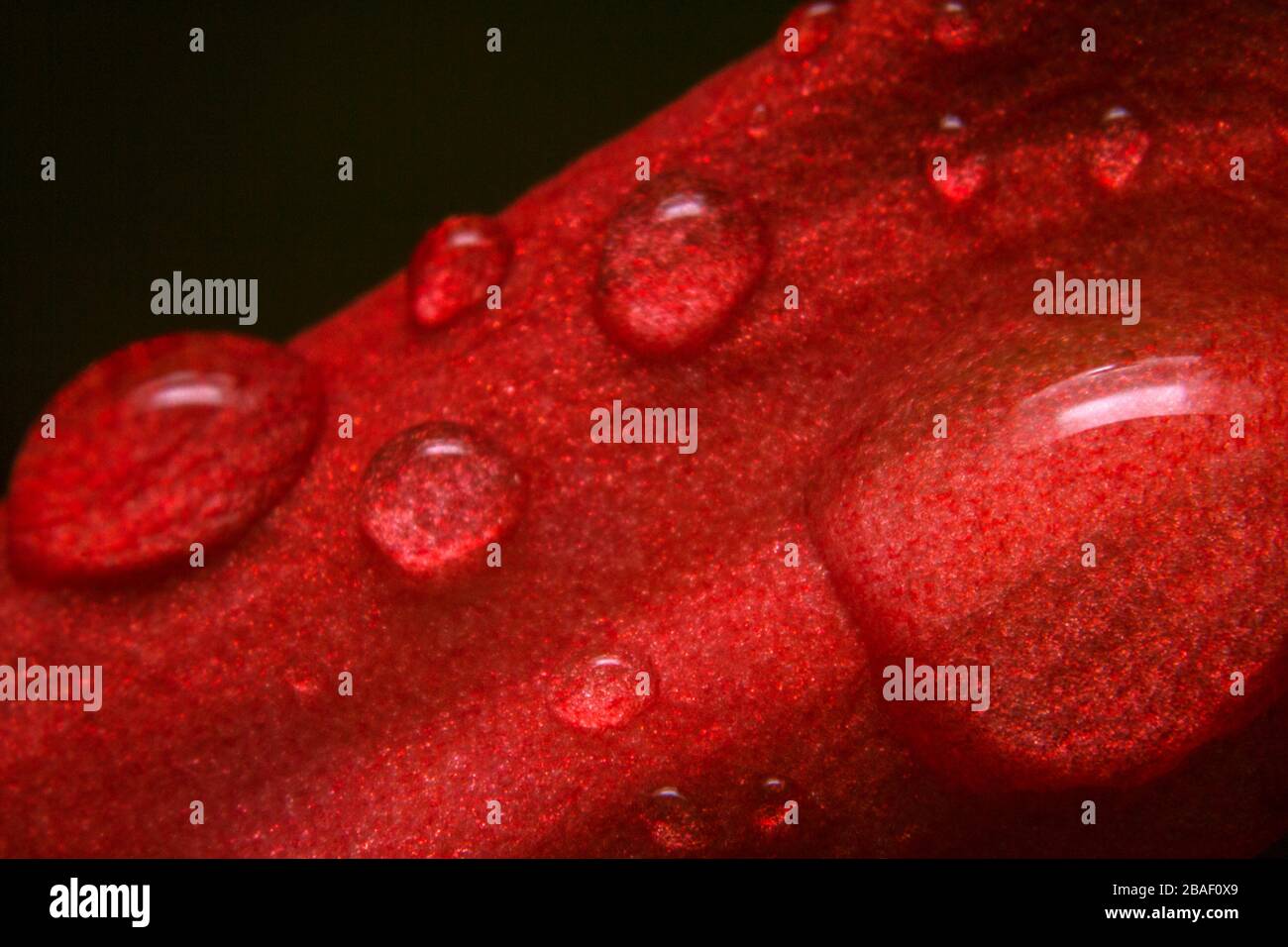 Macro foto primo piano gocce d'acqua piovana su rosso passione fiore, passiflora racemose Foto Stock