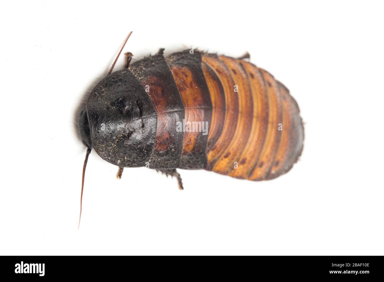 Lo scarafaggio sibilante del Madagascar (Gromphadorhina portentosa) isolato su sfondo bianco Foto Stock