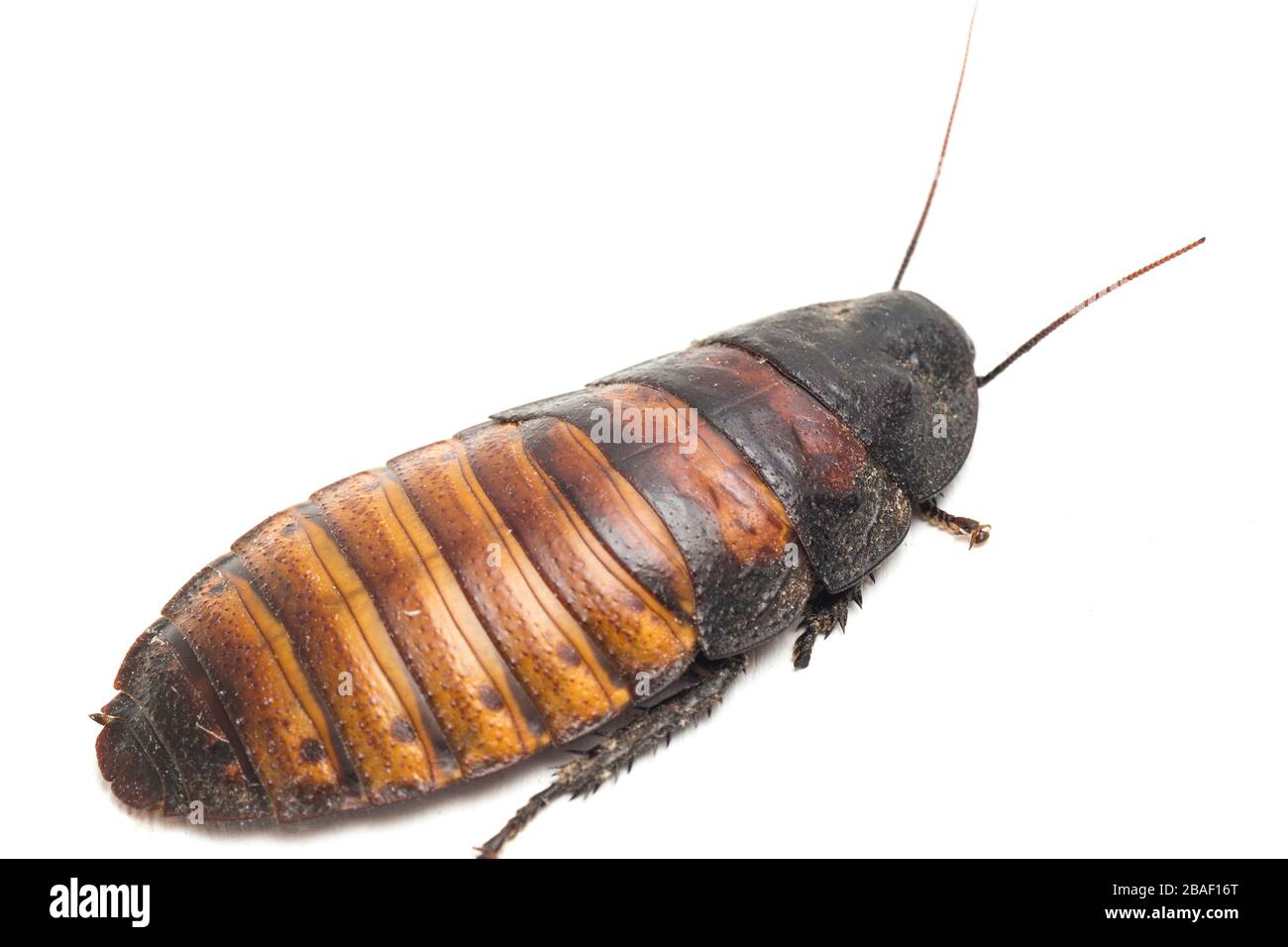 Lo scarafaggio sibilante del Madagascar (Gromphadorhina portentosa) isolato su sfondo bianco Foto Stock