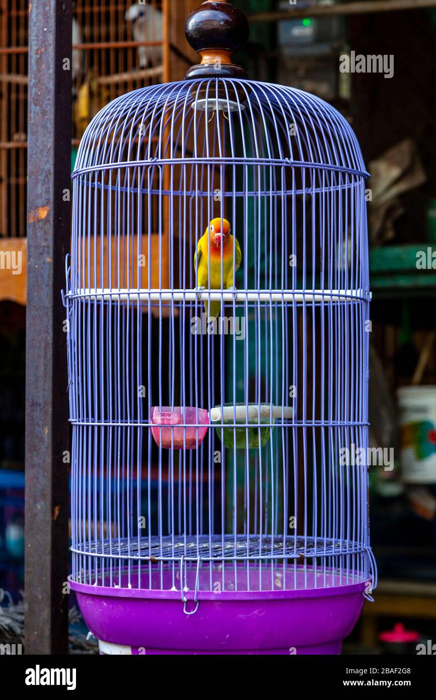 Uccelli colorati in gabbie in vendita al mercato degli uccelli di Pramuka, Jakarta, Indonesia. Foto Stock