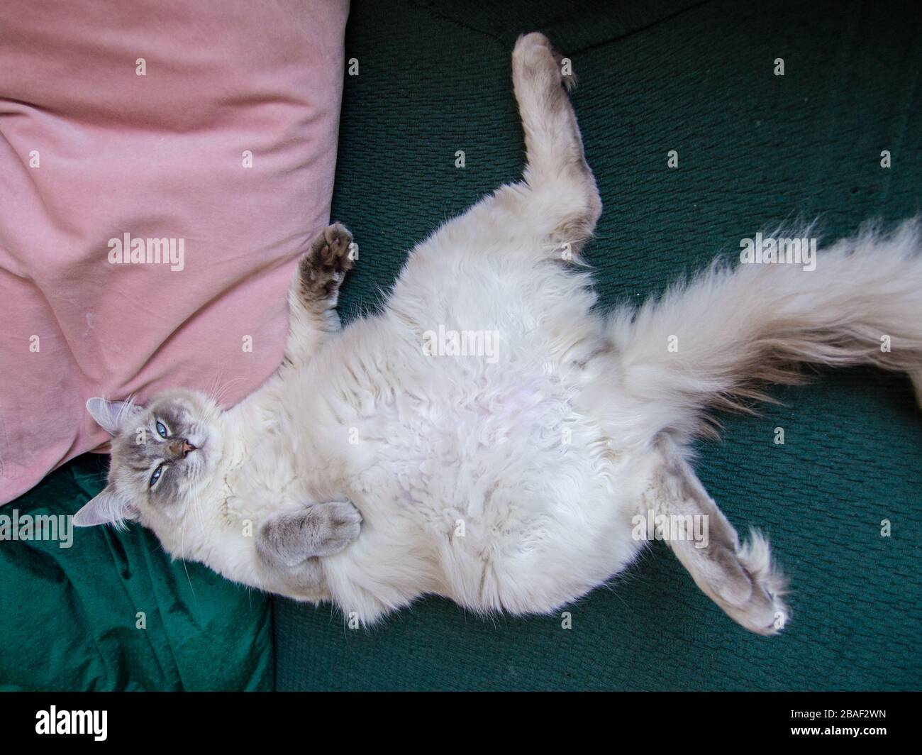 Gatto pigro Foto Stock