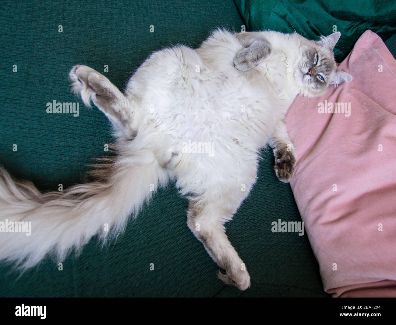 Gatto pigro Foto Stock