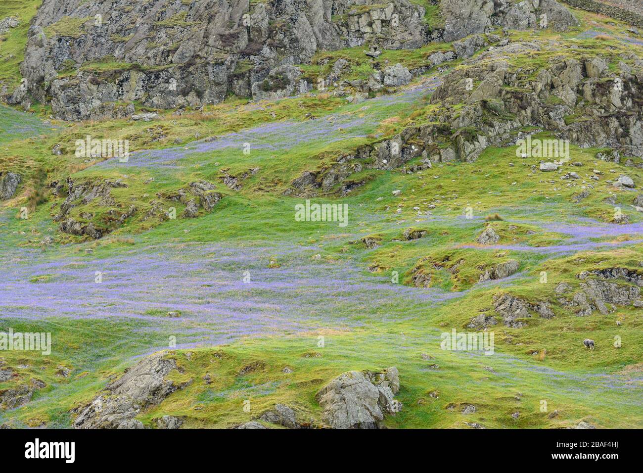 Bluebells su una collina aperta nel Lake District Foto Stock