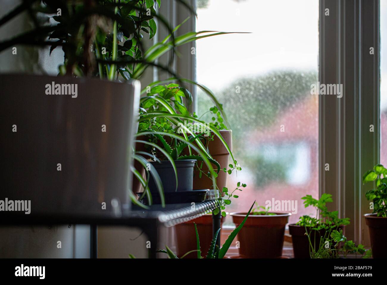 Una gamma di houseplants su una mensola vicino ad una finestra che ammollo in su la luce solare rimanente del sole. Foto Stock