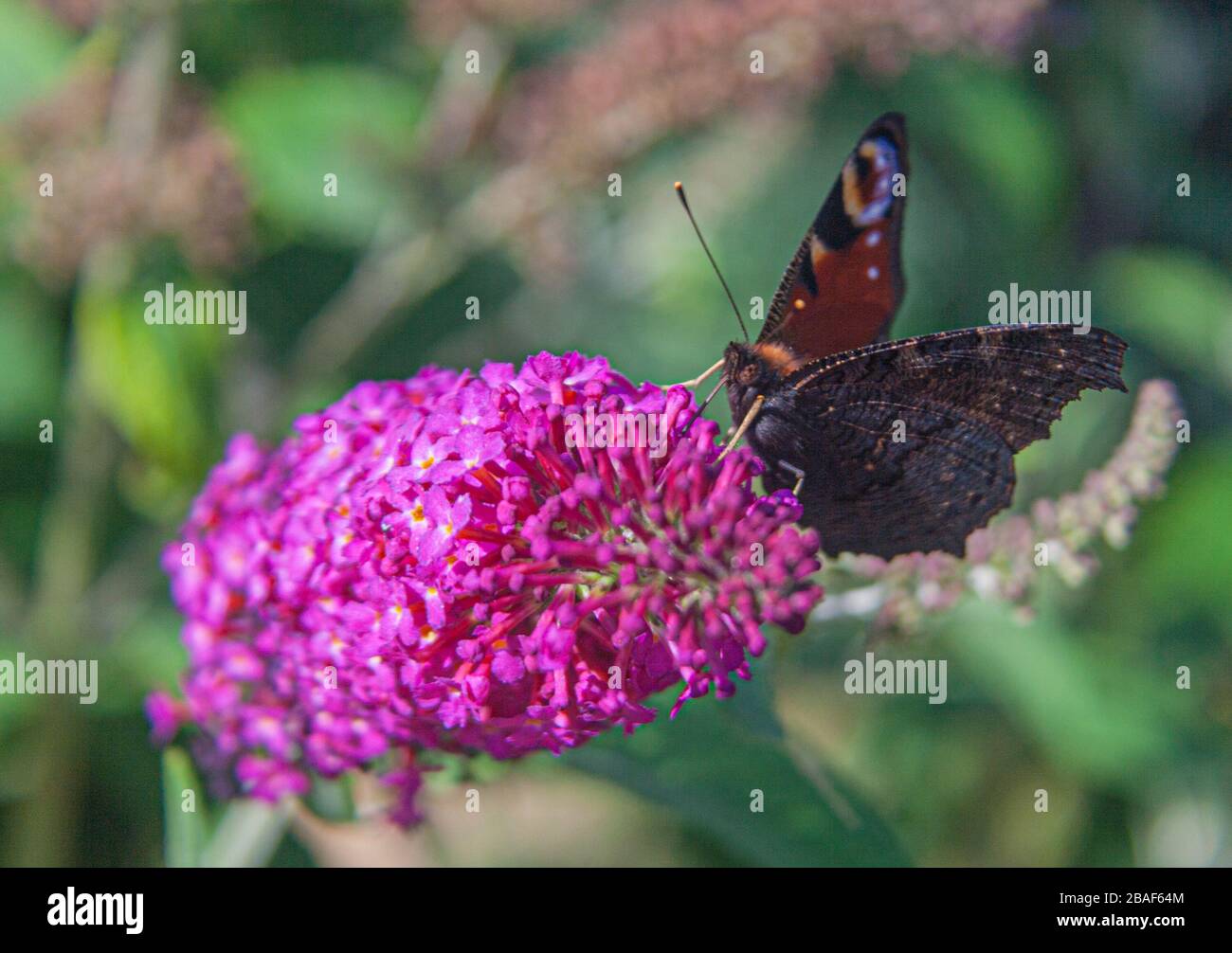 Una farfalla di pavone che alimenta un fiore viola di buddleia. Mostrando le sue antenne, le sue prediche e le sue proboscie si possono vedere anche i suoi occhi composti. Foto Stock