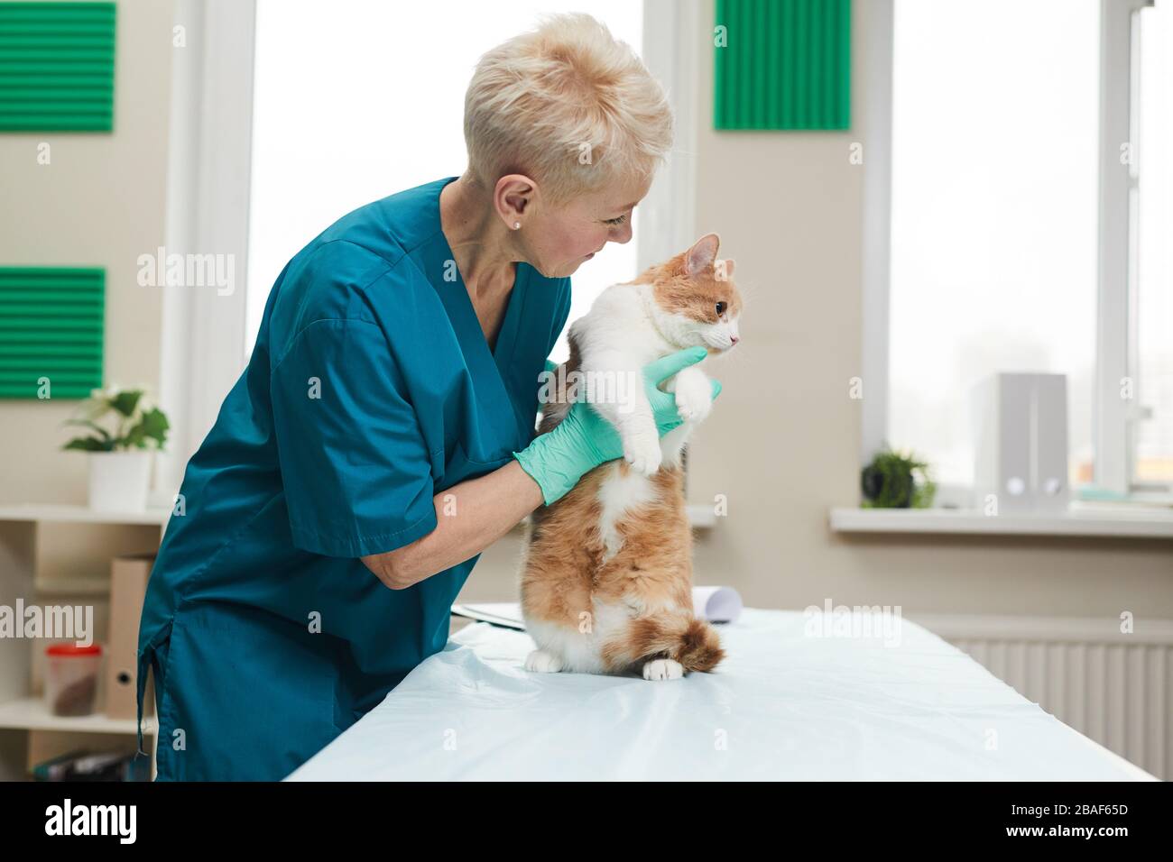 Donna matura in uniforme esaminando e trattando gatto domestico in clinica di veterinario Foto Stock