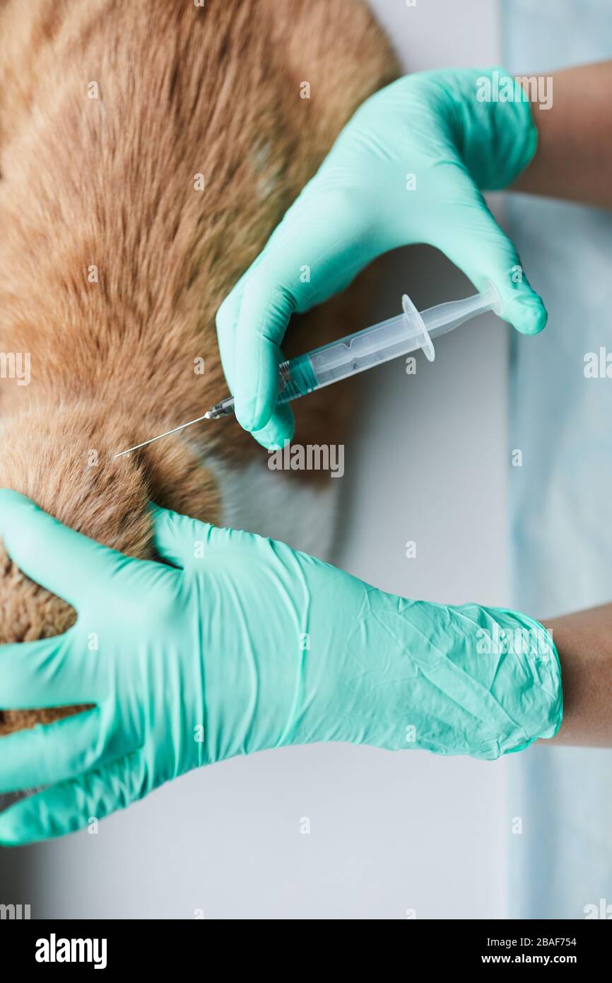 Primo piano di infermiere in guanti protettivi che fanno l'iniezione di gatto che anestetizza il gatto prima dell'intervento chirurgico Foto Stock