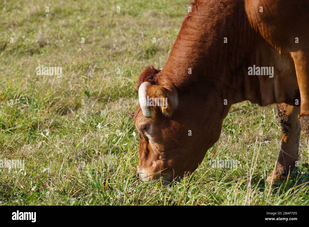 Primo piano sul capo di una mucca che pascolano in un pascolo. Foto Stock