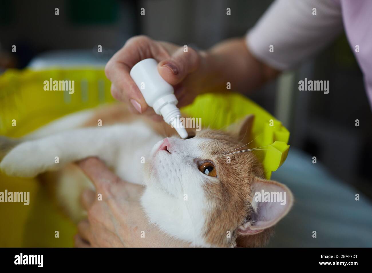 Primo piano di medico veterinario che gocciola il medicinale negli occhi del gatto che sta trattando i suoi occhi malati Foto Stock