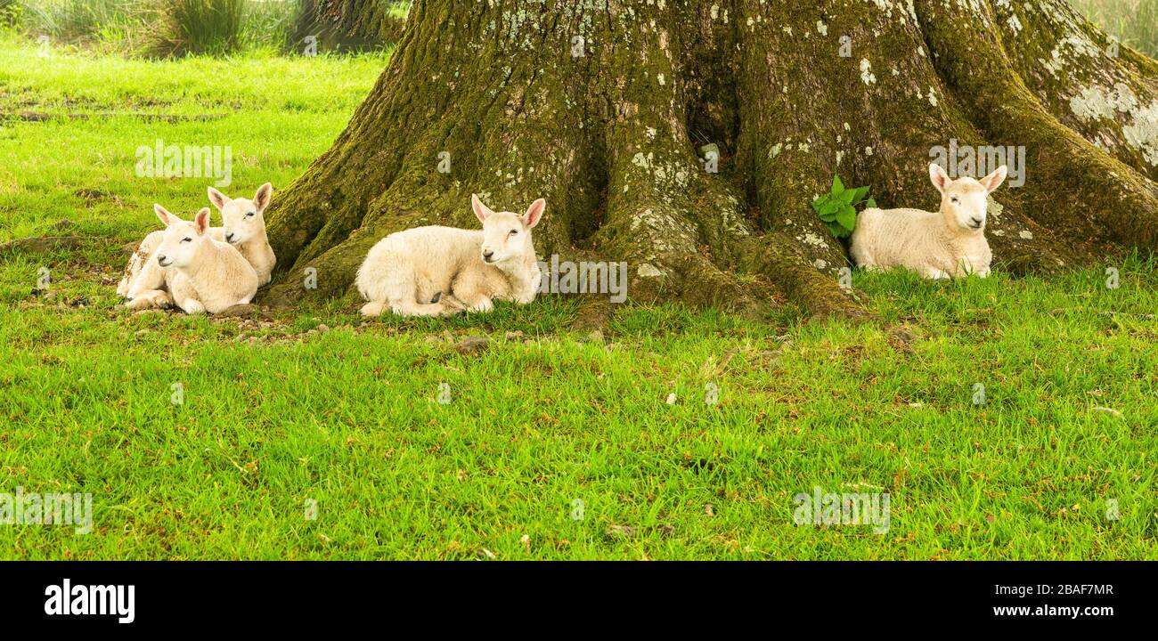 Lakeland agnelli che riposano sotto l'albero Foto Stock