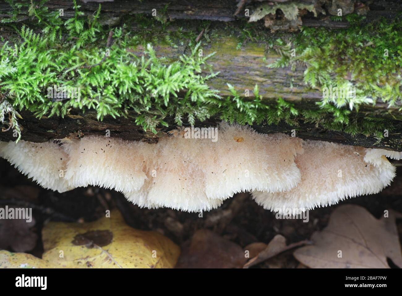 Phlebia tremellosa (ex Merulius tremellosus), noto come tremore Merulius o jelly rot, funghi selvatici dalla Finlandia Foto Stock