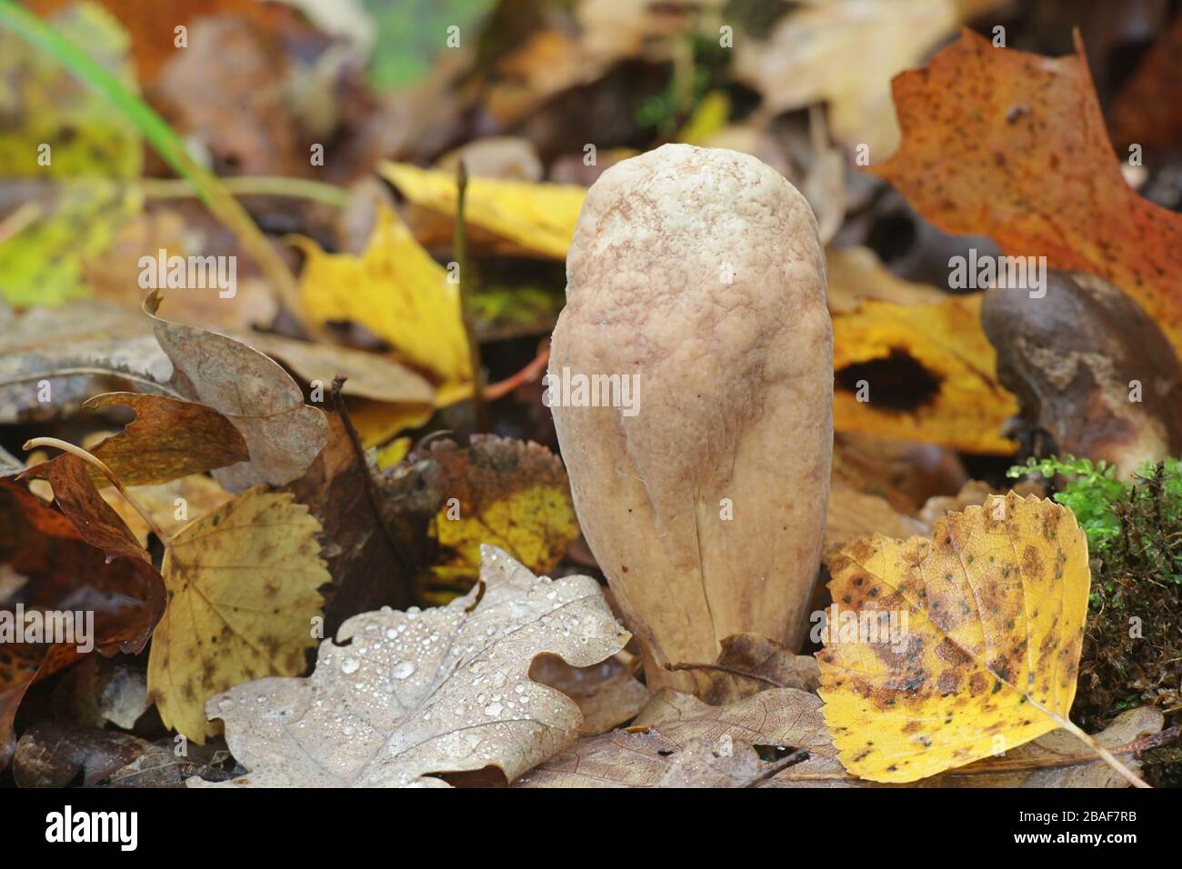 Clavariadelphus pistillaris, noto come Club gigantesco fungo, considerato alimento funzionale a causa della sua elevata attività antiossidante Foto Stock