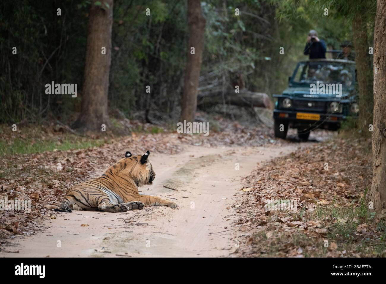 India, Madhya Pradesh, Parco Nazionale di Bandhavgarh. Tigre di Bengala di fronte a jeep safari (SELVAGGIO: Panthera tigris) specie minacciate. Foto Stock