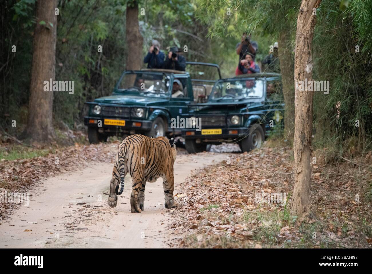 India, Madhya Pradesh, Parco Nazionale di Bandhavgarh. Tigre di Bengala di fronte a jeep safari (SELVAGGIO: Panthera tigris) specie minacciate. Foto Stock