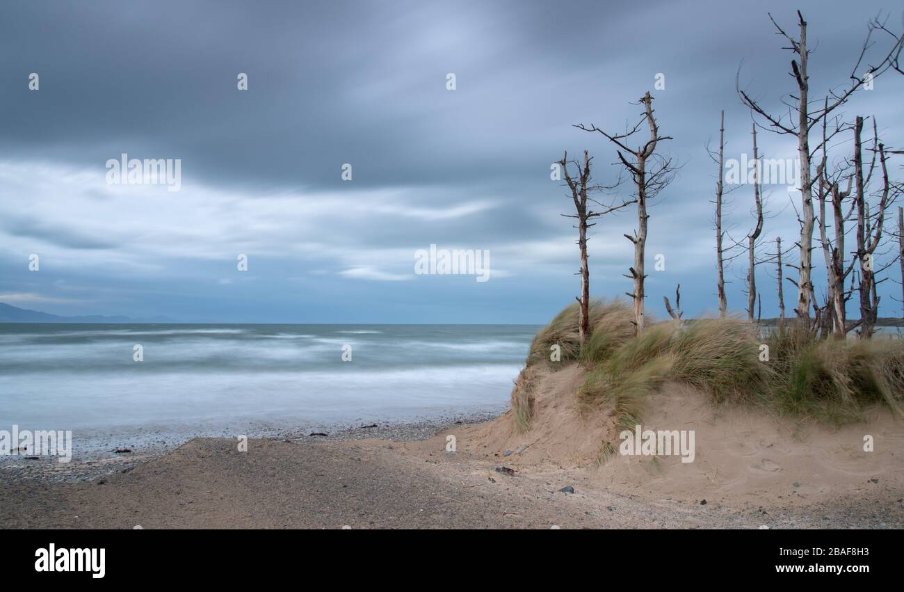 Alberi morti nelle dune di sabbia sulla spiaggia di Newborough Foto Stock