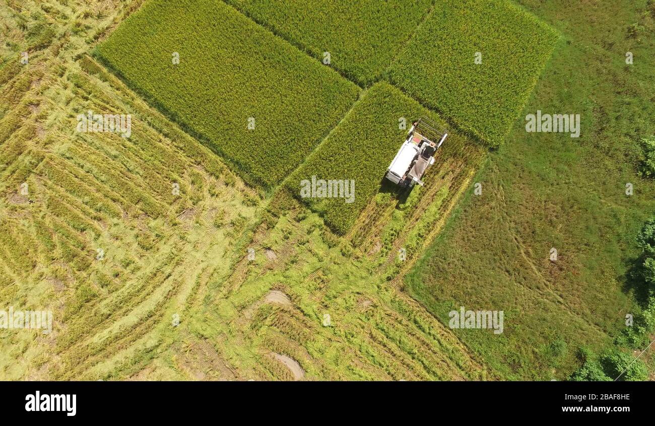 (200327) -- NANNING, 27 marzo 2020 (Xinhua) -- la foto aerea scattata il 6 luglio 2016 mostra una vendemmiatrice che lavora in un campo di paddy nella contea di Shanglin di Nanning, capitale della regione autonoma di Guangxi Zhuang della Cina meridionale. La regione autonoma di Guangxi Zhuang, fortemente abitata dalla minoranza etnica più popolosa della Cina, Zhuang e molti altri gruppi minoritari, è stata a lungo afflitta dalla povertà. È stato un importante fronte della campagna anti-povertà della Cina che mira a sradicare la povertà assoluta entro il 2020. La regione ha compiuto progressi significativi nella riduzione della povertà e nella rivitalizzazione rurale. Statistiche da Th Foto Stock