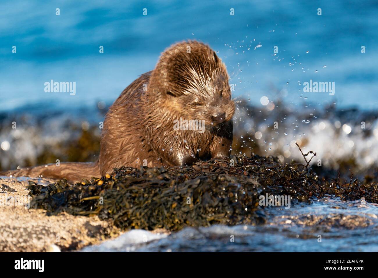 European Otter cub o kit(Lutra lutra) si asciuga con spray irraggiante e sfocatura movimento, a riva, Scozia UK Foto Stock