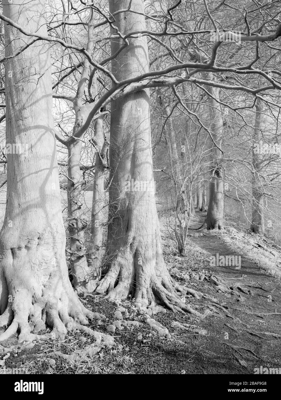 Black and White Indefered Landscape, The Ridgeway Ancient Path, Nuffield, Oxfordshire, Inghilterra, Regno Unito, GB. Foto Stock