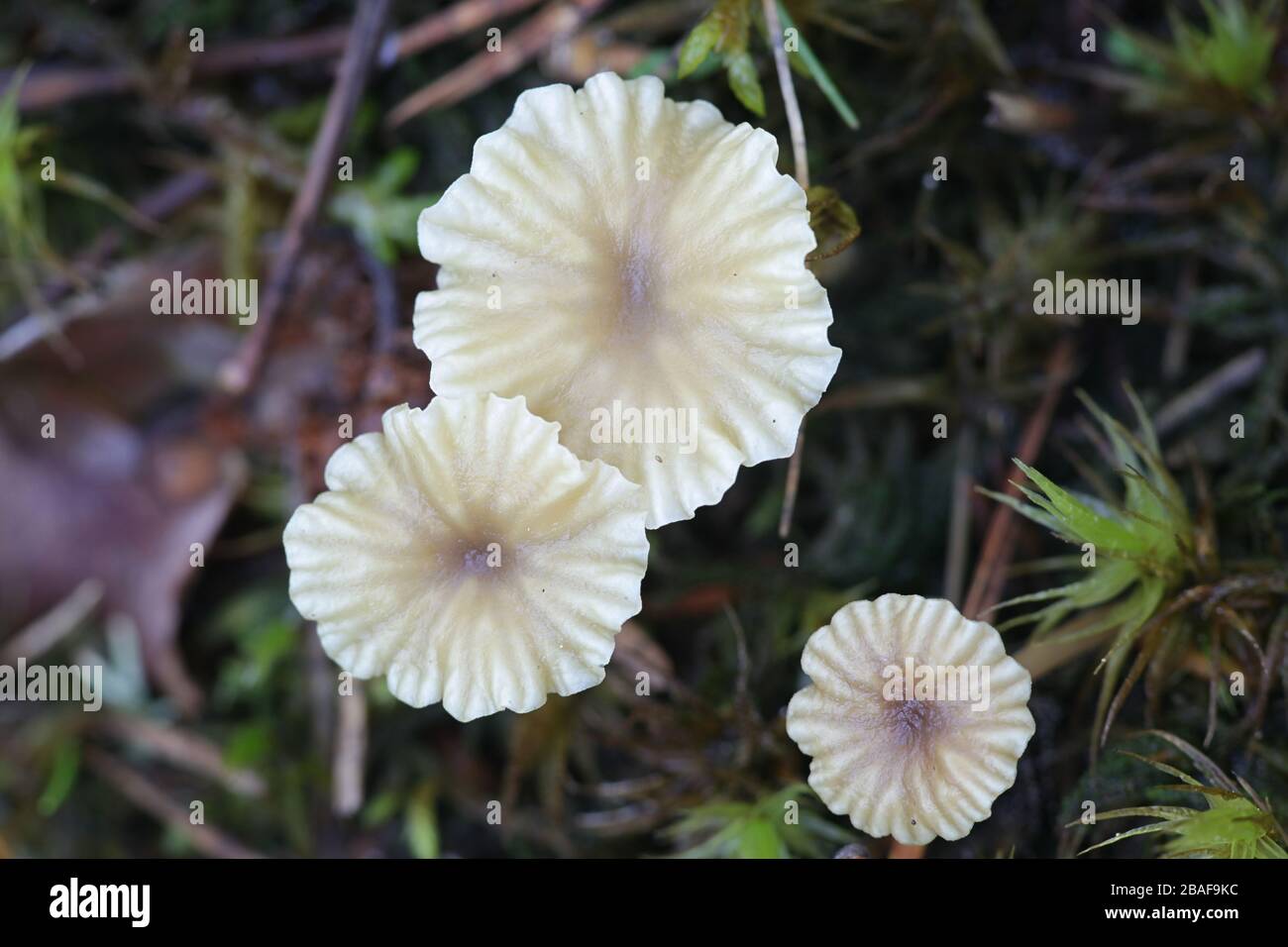 Lichenomphalia umbellifera, un fungo lichenizzato chiamato Heath Navel o Lichen Agaric, funghi selvatici dalla Finlandia Foto Stock