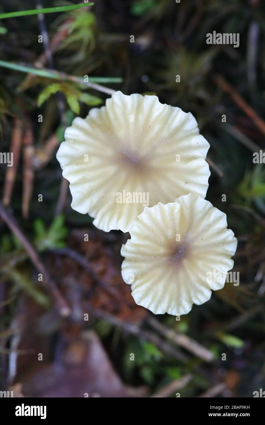 Lichenomphalia umbellifera, un fungo lichenizzato chiamato Heath Navel o Lichen Agaric, funghi selvatici dalla Finlandia Foto Stock