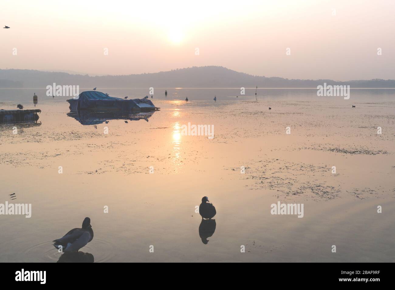 paesaggio di lago al tramonto con anatre riposanti Foto Stock
