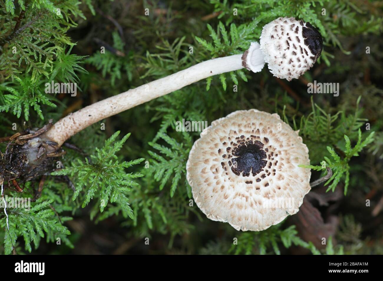 Lepiota felina, comunemente conosciuta come Cat Dapperling, fungo selvatico dalla Finlandia Foto Stock