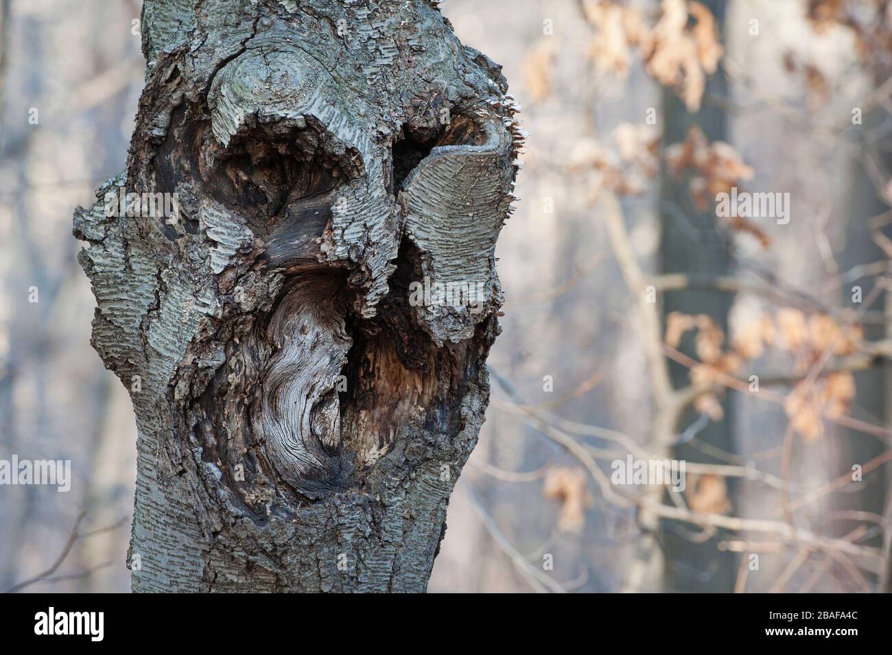 Crescita dell'albero che assomiglia ad un volto Foto Stock