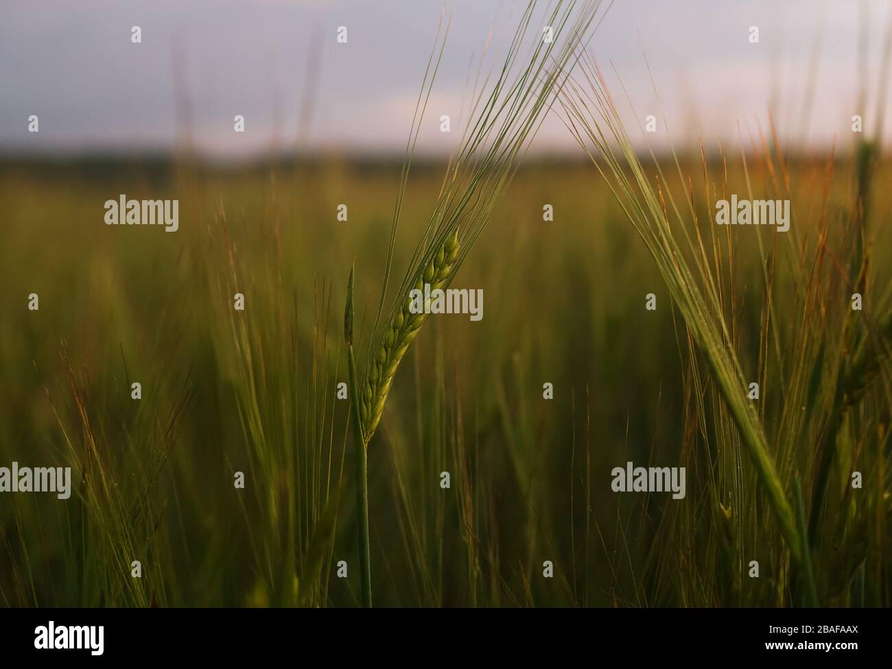 Orzo orecchio su un campo all'alba. Bellissimo sfondo naturale con fuoco selettivo. Foto Stock