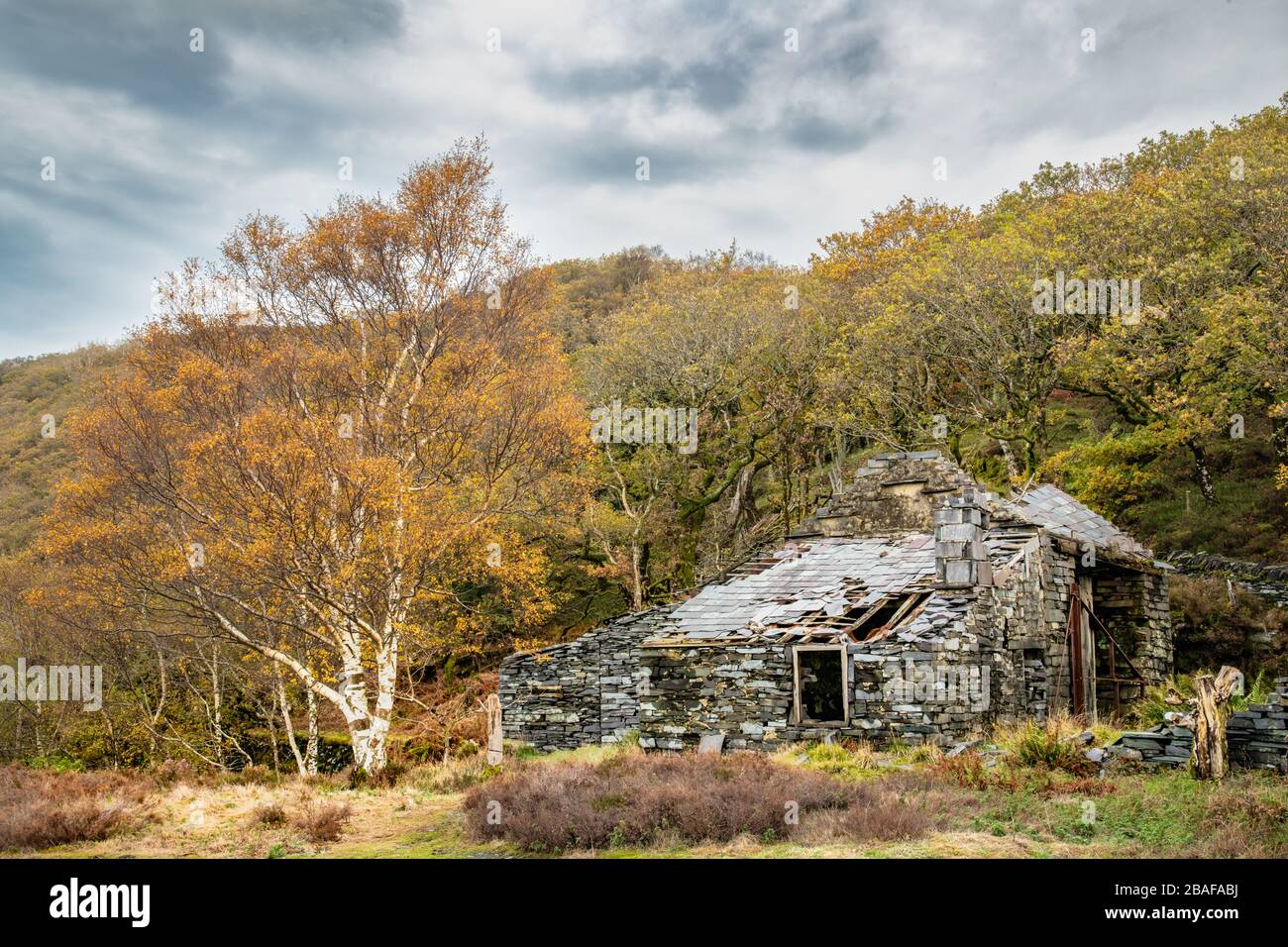 Casa in rovina con un albero di betulla in primo piano in una cava abbandonata di ardesia gallese Foto Stock