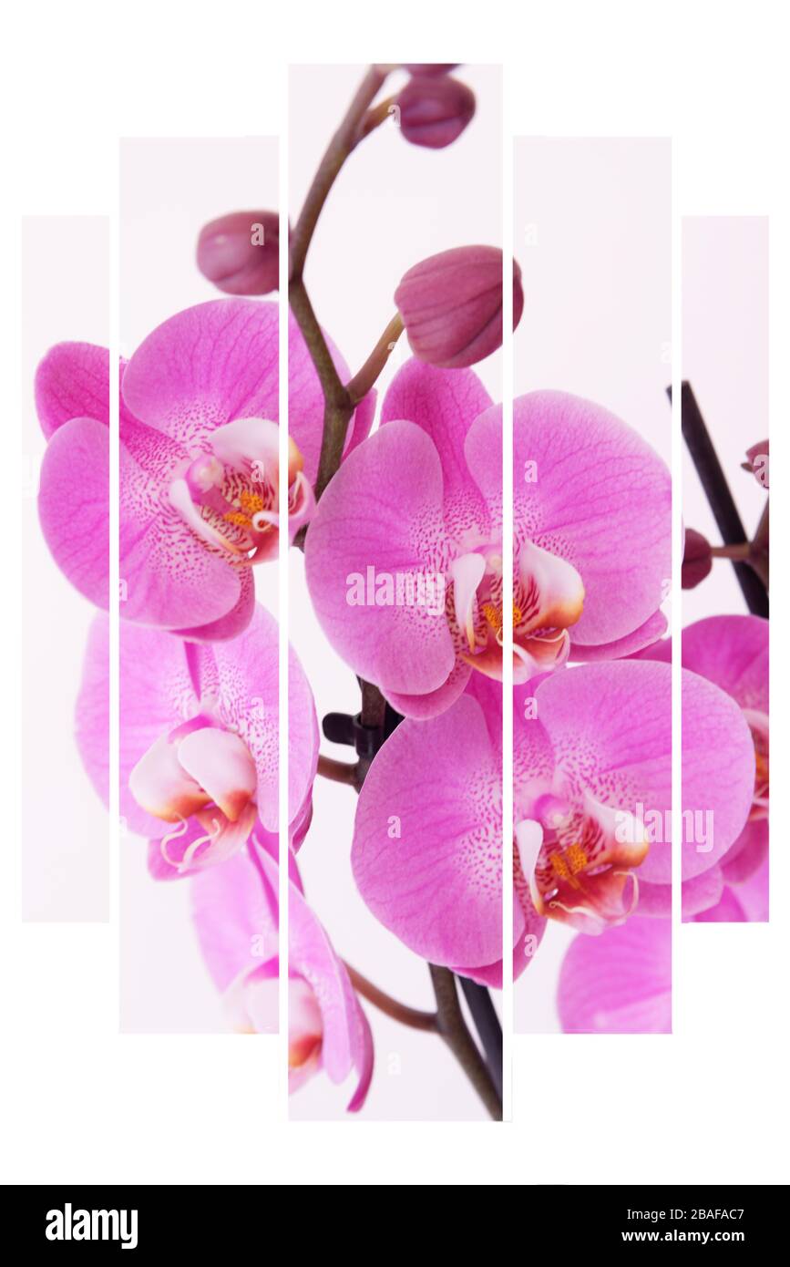 Studio interno ancora fotografia di vita come essendo isolato al COVID 19 Foto Stock