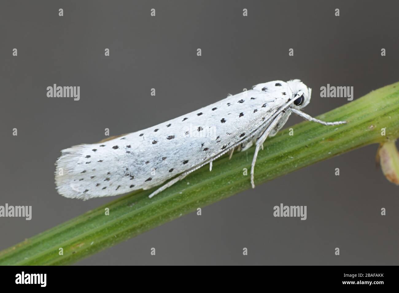 Ypomonomeuta evonyella, conosciuta come l'ermine di Bird-Cherry, è la gemma della Finlandia Foto Stock