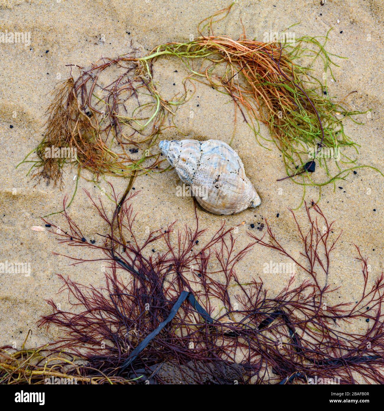 Particolare di alghe, conchiglie e sabbia sulla spiaggia Foto Stock