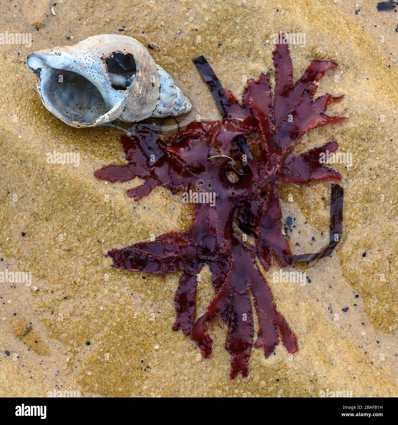 Particolare di alghe, conchiglie e sabbia sulla spiaggia Foto Stock
