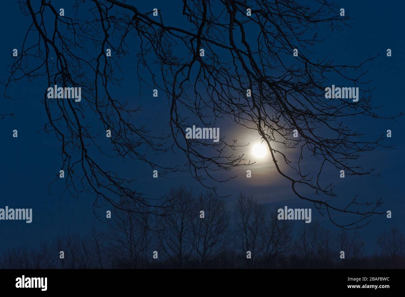 Luna piena e alberi di notte Foto Stock