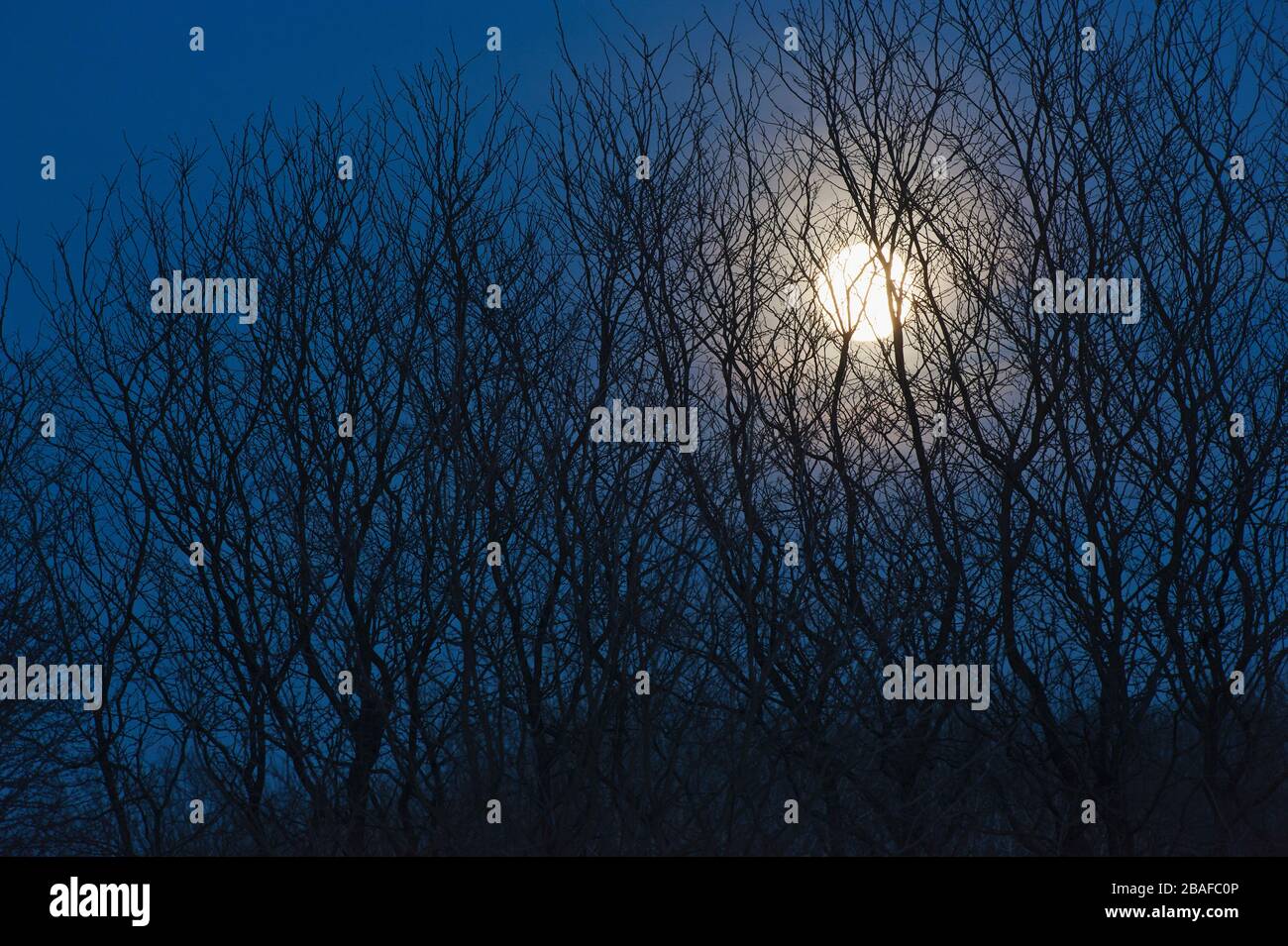 Luna piena e alberi di notte Foto Stock