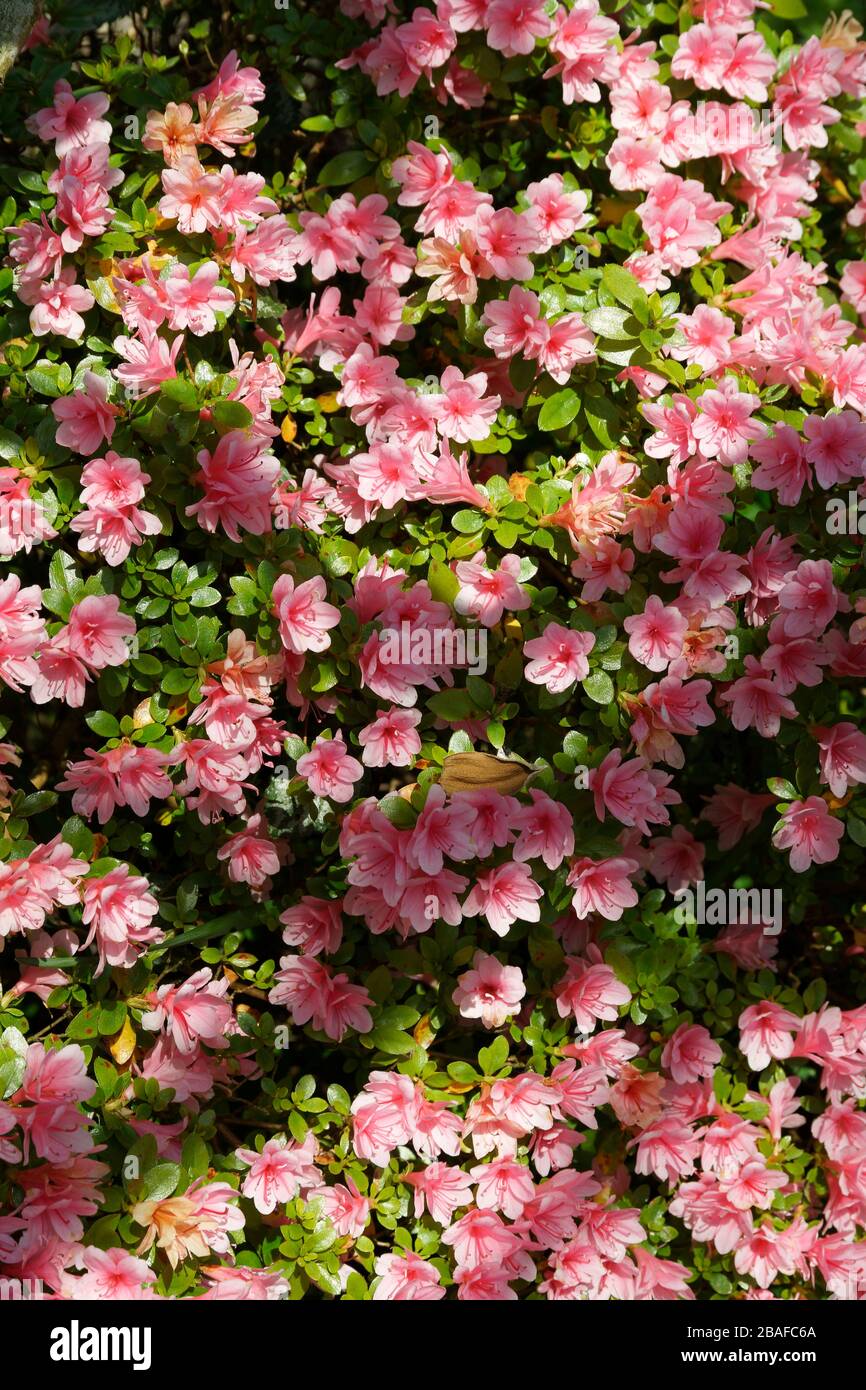 Azalea japonica in fiore in primavera. Giardino di verdure di Suzanne. Foto Stock