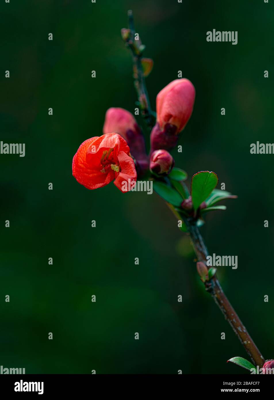 Primo piano verticale di un fiore rosso e gemme su uno sfondo verde sfocato. Foto Stock