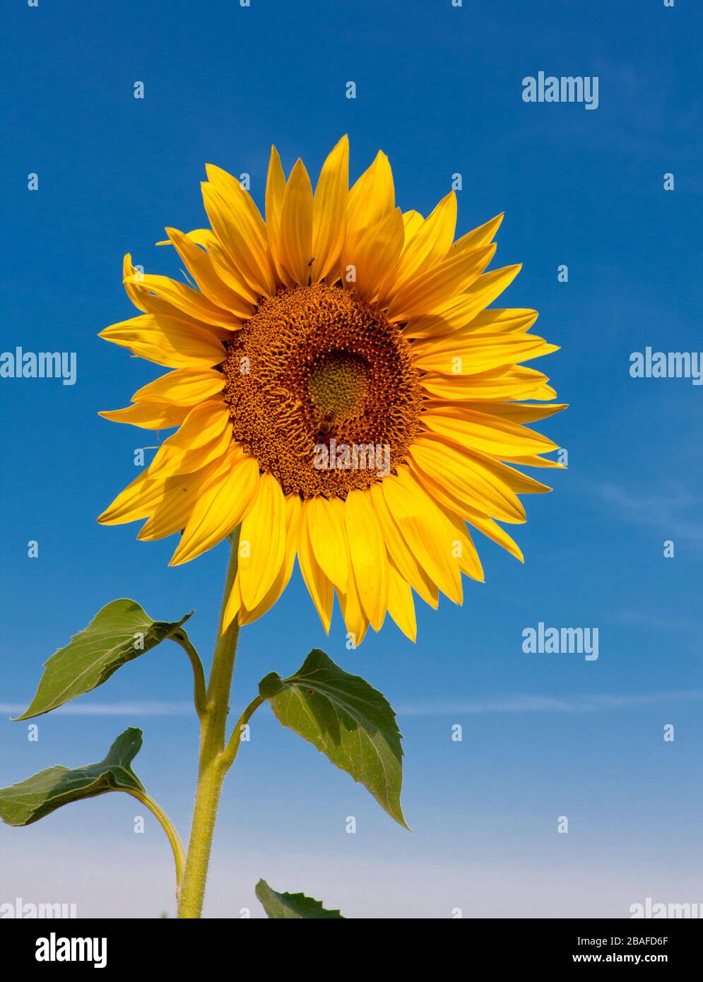 Girasole sul cielo blu sullo sfondo Foto Stock