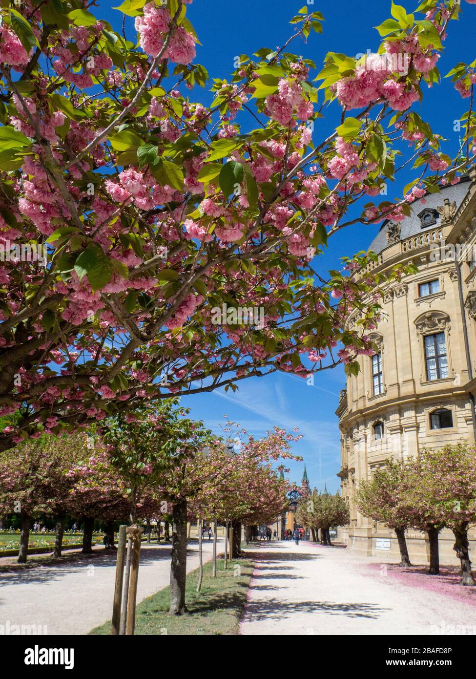Wuerzburg, Würzburg primavera 2019 Cherry Blossom al Residenz, un patrimonio mondiale in Germania i Foto Stock