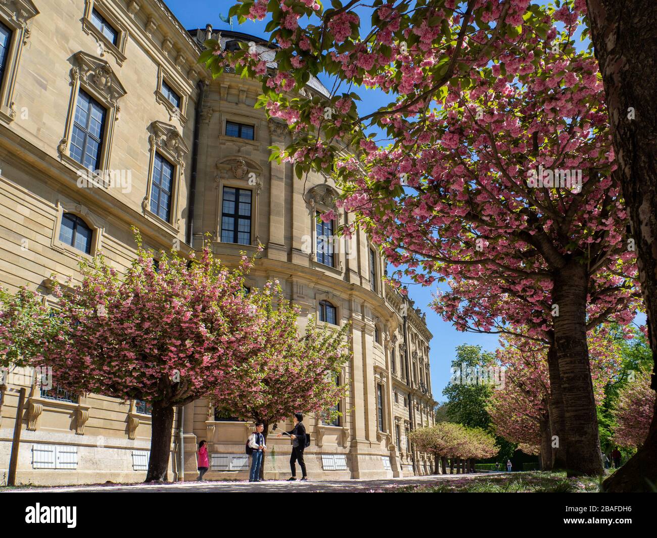Wuerzburg, Würzburg Primavera 2019 Cherry Blossom al Residenz, un patrimonio mondiale in Germania e alcuni turisti che si aggirano con gli alberi V. Foto Stock