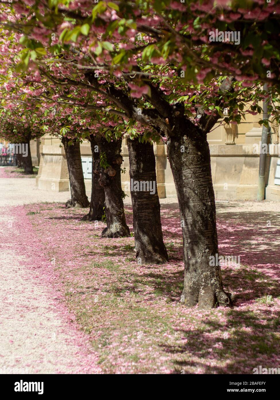 Wuerzburg, Würzburg primavera 2019 Cherry Blossom al Residenz, un patrimonio mondiale della Germania Foto Stock