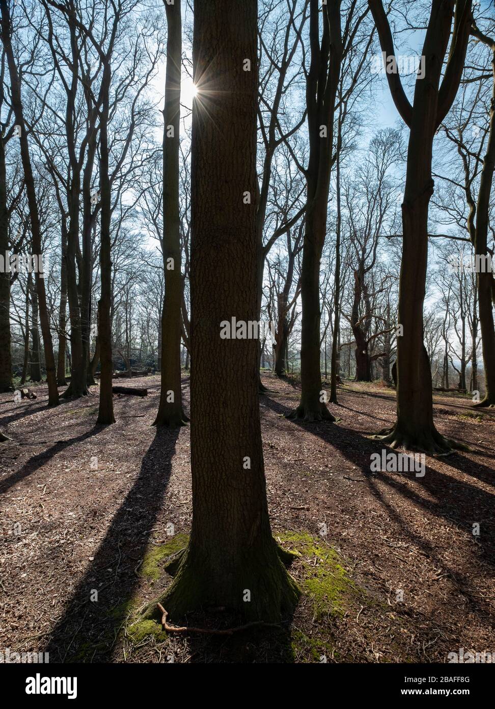 Luce del sole primaverile in un bosco del Worcestershire che passa attraverso alberi senza frondoli. Foto Stock