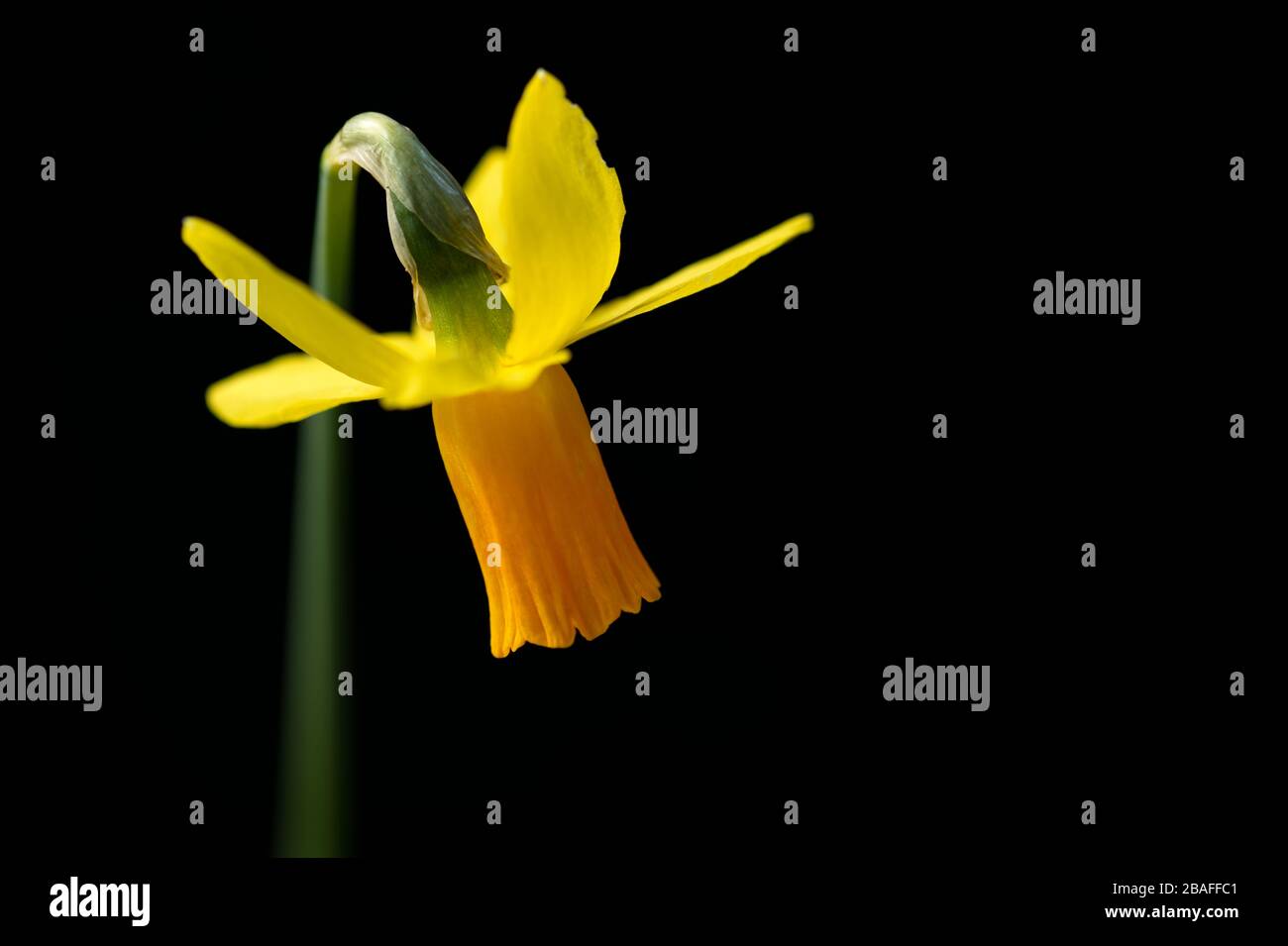 Daffodil solitario su sfondo nero. Fotografia macro closeup con spazio di copia. Foto Stock