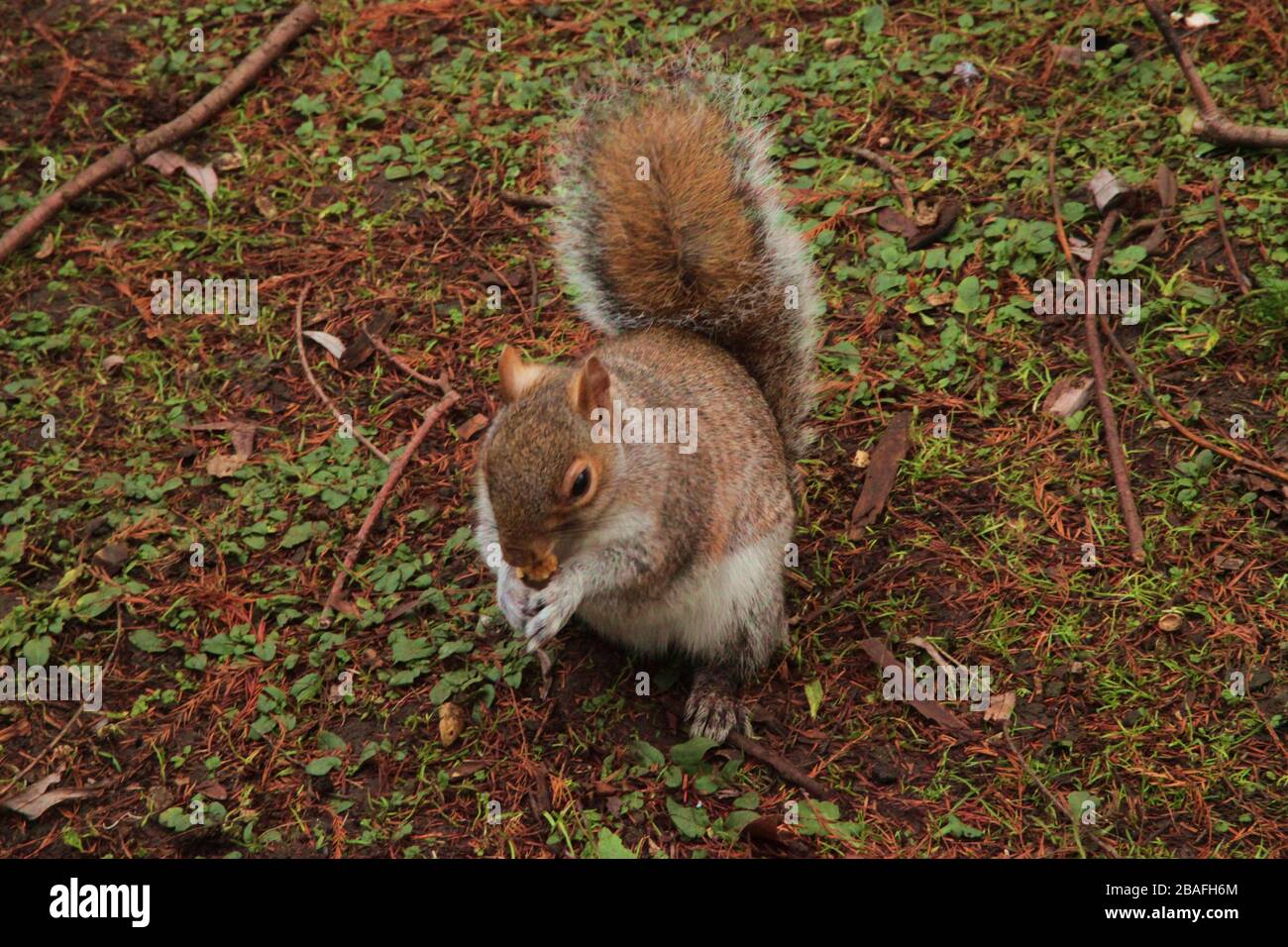 Sentiero nel bosco con scoiattolo immagini e fotografie stock ad alta ...