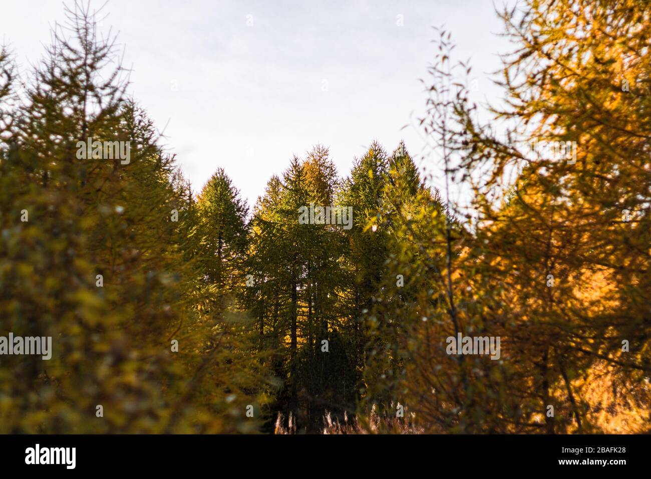 Dettagli sulla natura autunnale nelle Alpi svizzere, vicino al famoso villaggio di Sankt Moritz. Foto Stock