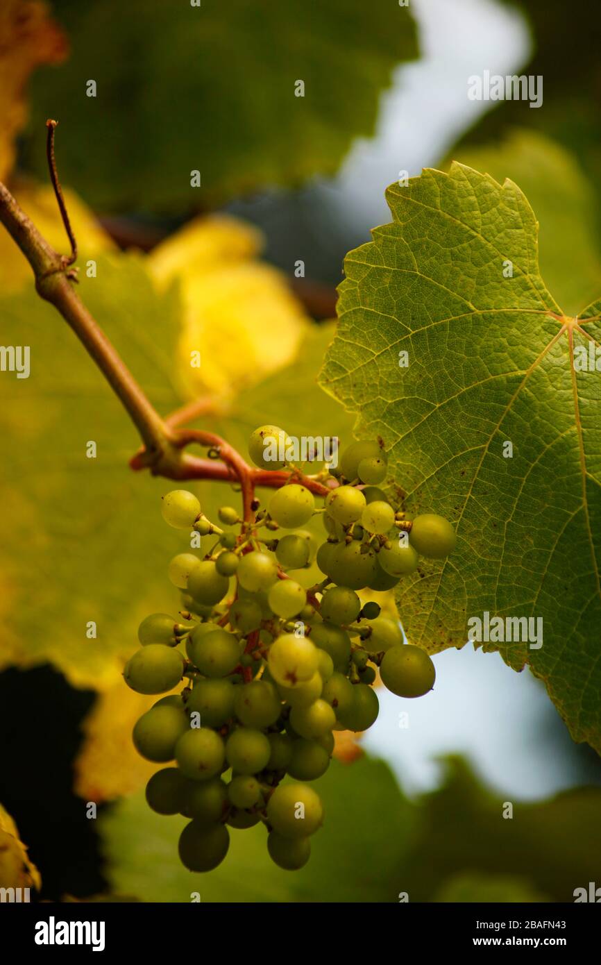 uva, grappolo, Foto Stock