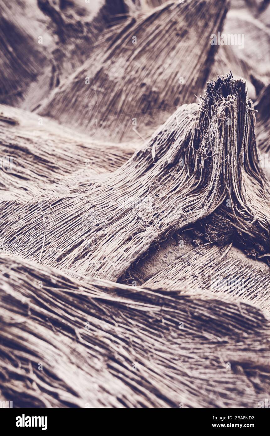 Immagine ravvicinata di un tronco di palma, sfondo astratto naturale dai toni colorati, messa a fuoco selettiva. Foto Stock