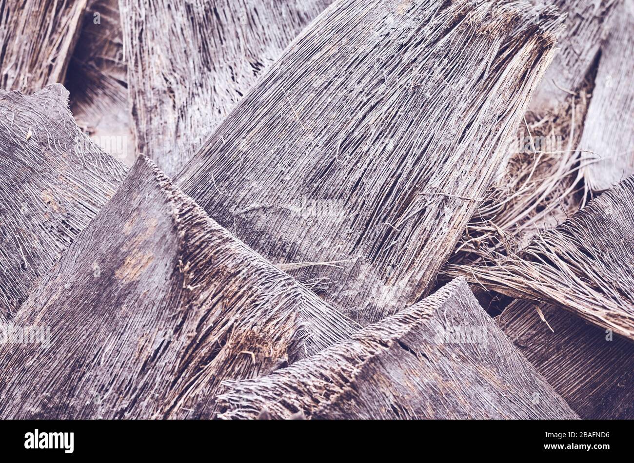 Immagine ravvicinata di un tronco di palma, sfondo astratto naturale dai toni colorati, messa a fuoco selettiva. Foto Stock