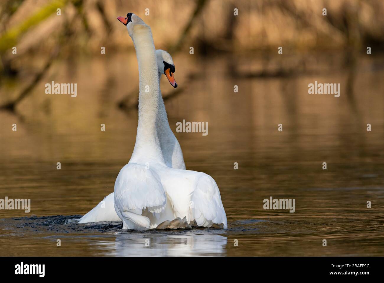 Dancing Mute Swans (Cygnus olor) Foto Stock